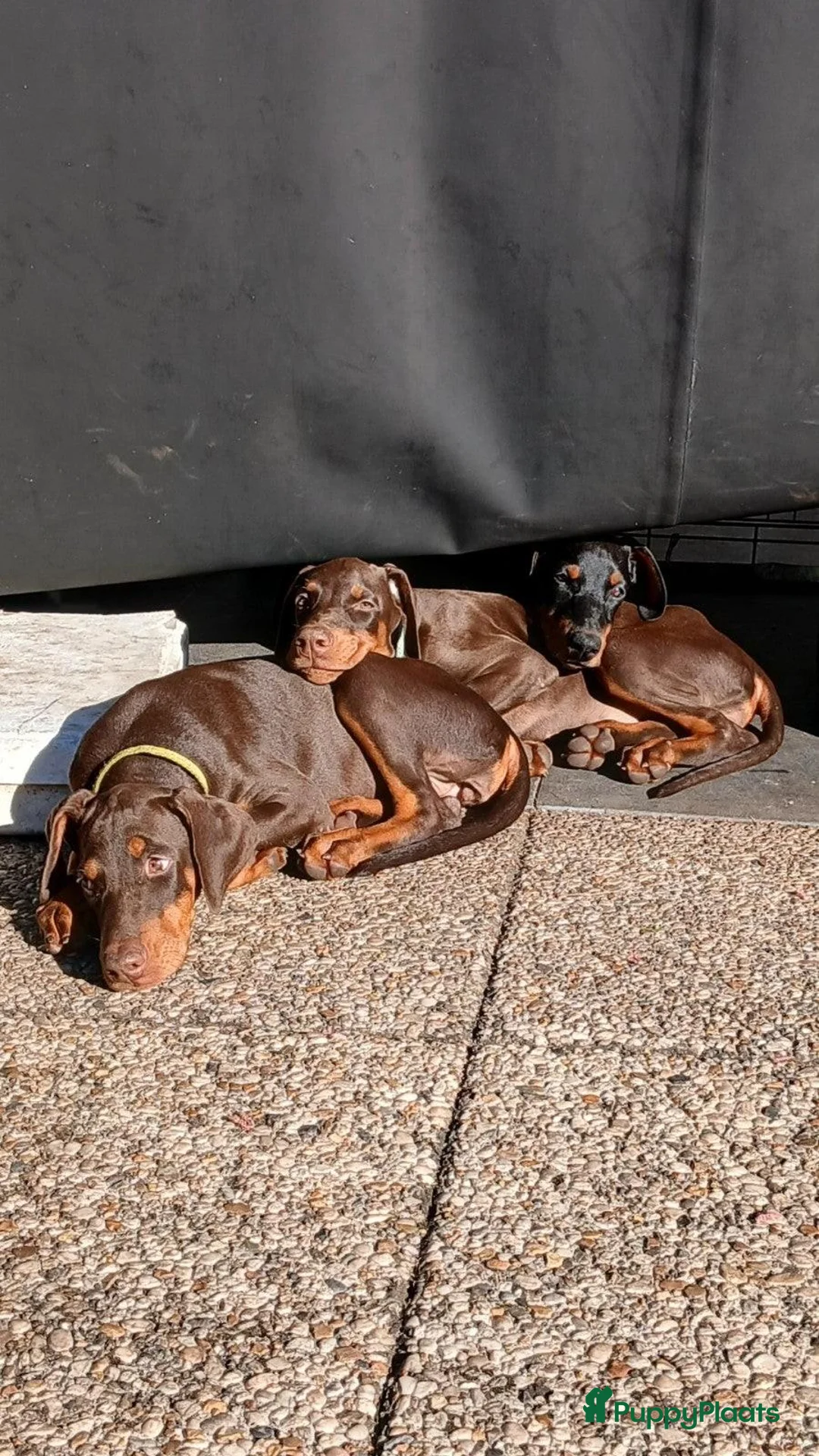 Dobermann honden te koop: Prachtige Dobermann pups - Advertentie 2