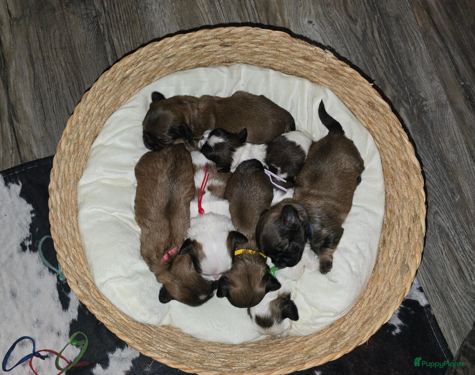 Kruising honden 10 dagen oud, Boomer Pups 💙❤️(Shih-Tzu x Boomer) - Advertentie 1