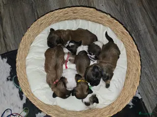 Kruising honden 10 dagen oud, Boomer Pups 💙❤️(Shih-Tzu x Boomer) - Advertentie 1