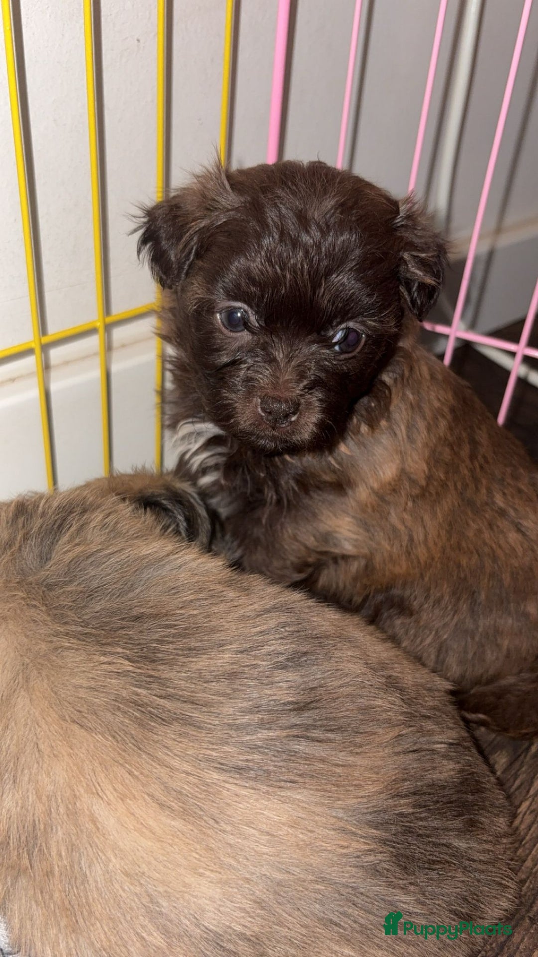 Kruising honden te koop: Lieve pups zoeken een liefdevol thuis - Advertentie 7