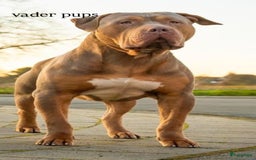 Amerikaanse Bully honden te koop: American Bully XL pups met ABKC stamboom - Afbeelding 17
