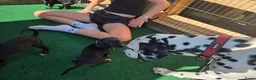 Kruising honden te koop: Prachtige Labradoodle x Dalmatiër puppy's! - Advertentie 22