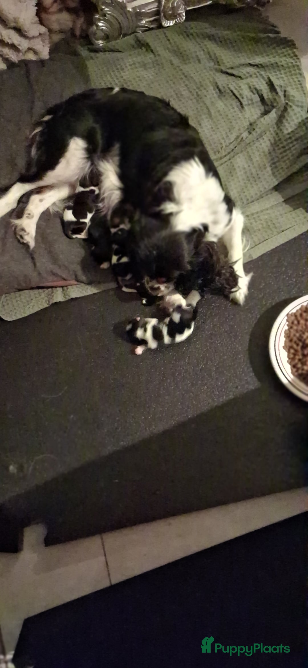 Cavalier King Charles Spaniel honden te koop: Cavaliers king charel - Advertentie 2