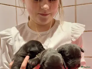 Labrador Retriever honden Gezonde en liefdevolle labrador reutjes pups - Advertentie 2