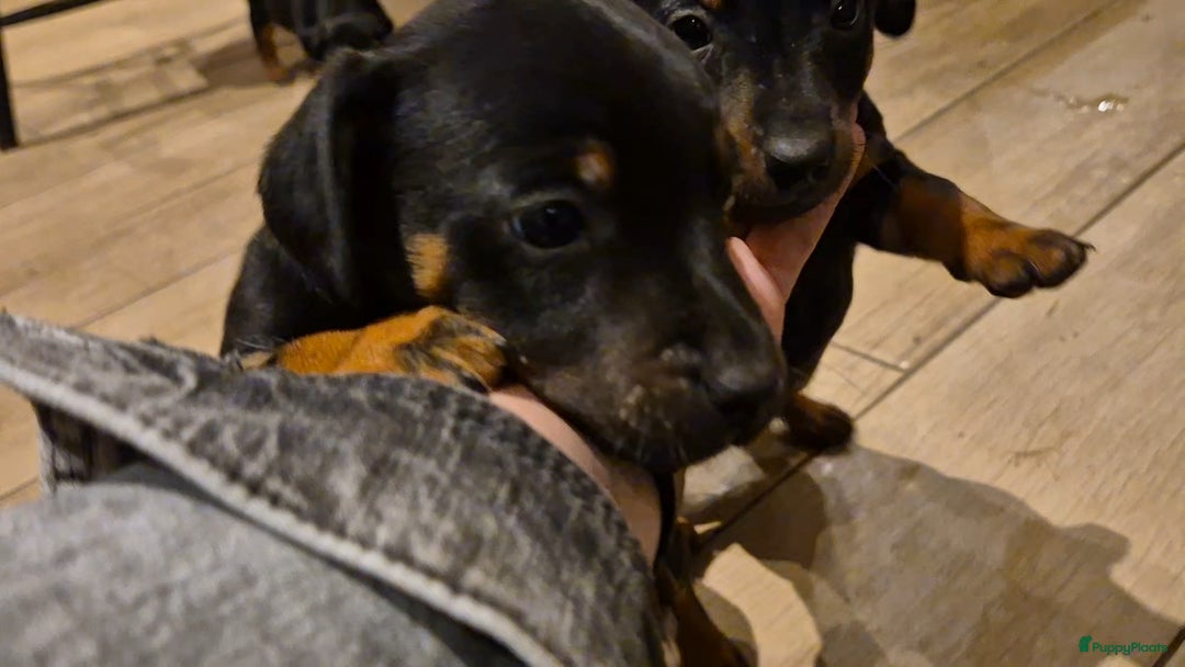 Jack Russel Terriër honden te koop: JACK RUSSEL PUPS - Advertentie 22