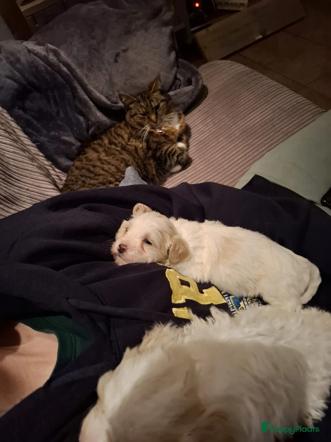 Kruising honden te koop: Maltipoo x Shih Tzu pups - Advertentie 11