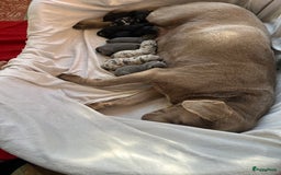 Labrador Retriever honden te koop: Borador  in Diest - Afbeelding 17