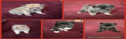 Pomsky honden te koop: 5 pomsky pups - Advertentie 1