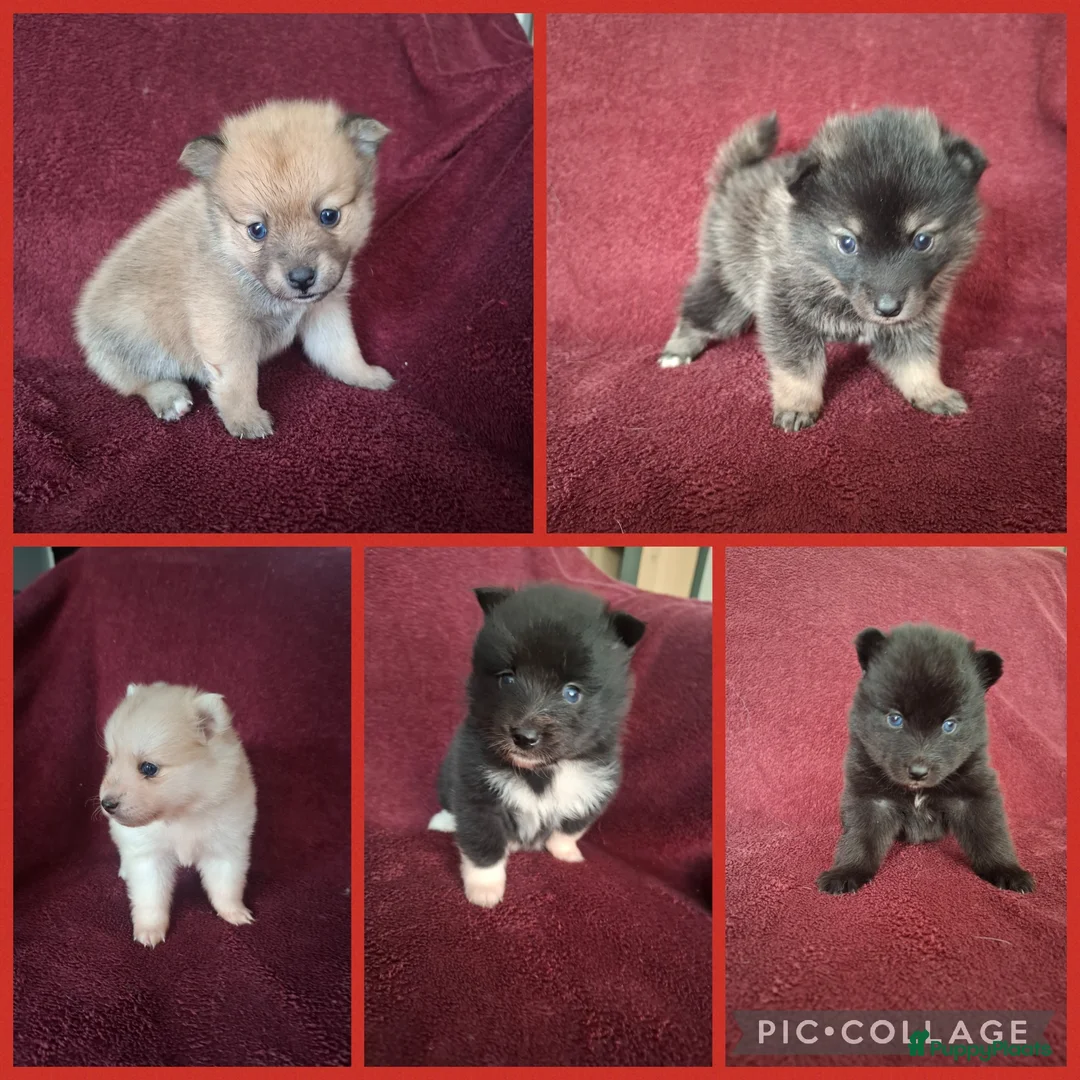 Pomsky honden te koop: 5 pomsky pups - Advertentie 1