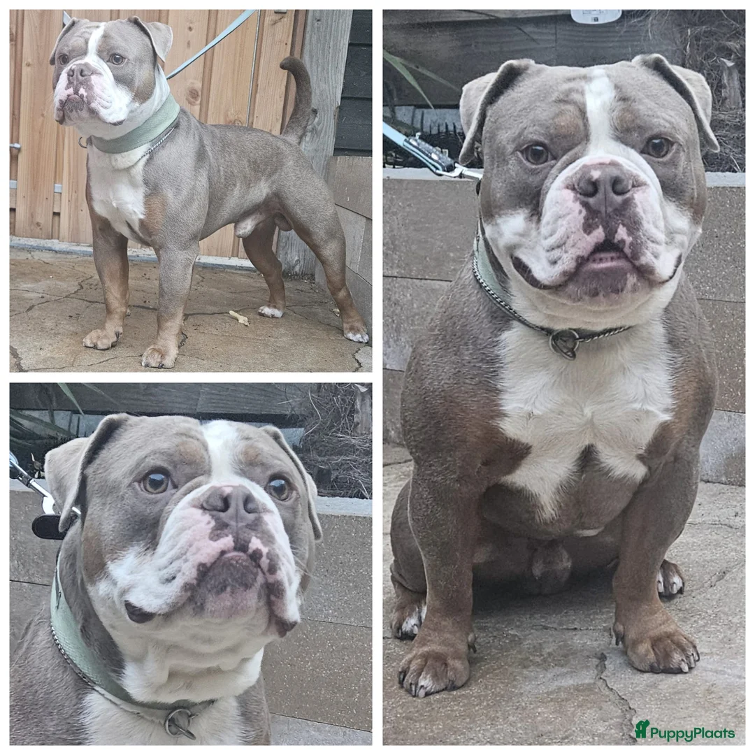 Old English Bulldog honden te koop: 2 Old english bulldog reutjes mogen nest verlaten  - Advertentie 11