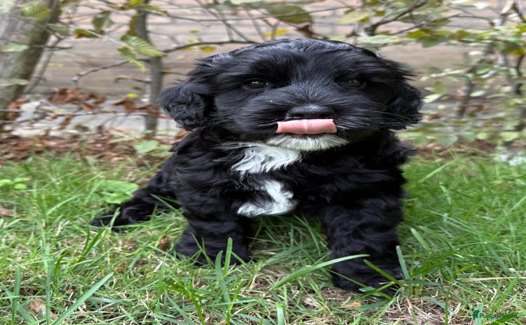 Australian Labradoodle honden - Advertentie 3