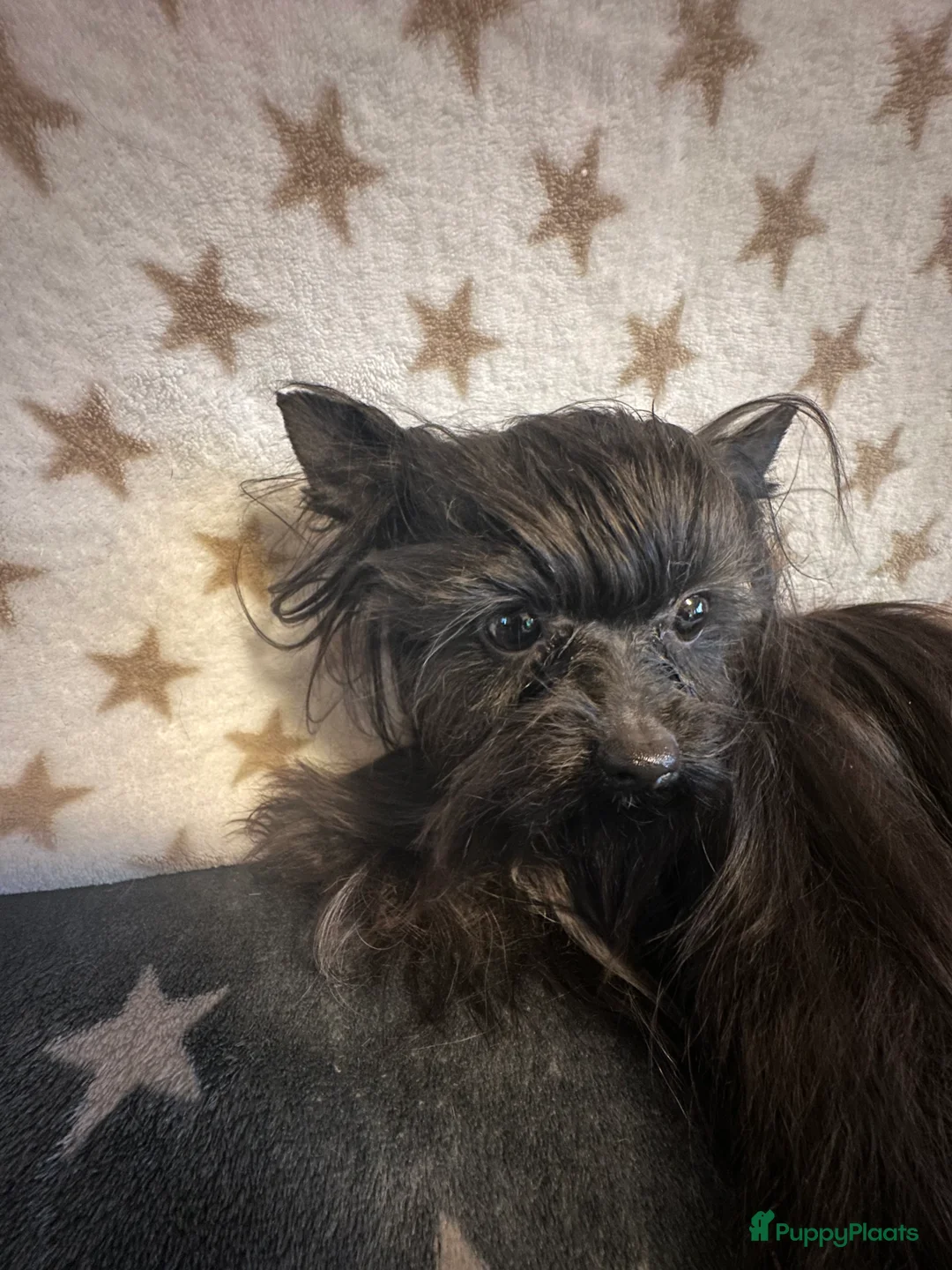 Yorkshire Terriër honden te koop: Mini Yorkshire Terriër zwart  - Advertentie 5