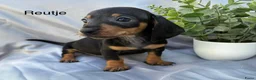 Teckel (korthaar)  honden te koop: Dwerg teckel puppy’s  - Advertentie 2
