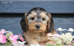 Cockapoo honden te koop: Cockapoo pups - Afbeelding 4