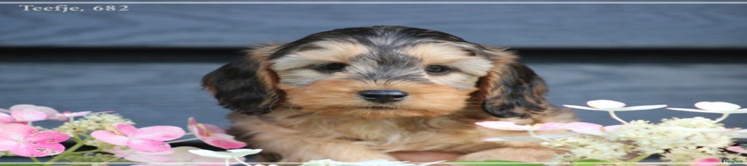 Cockapoo Puppy 4