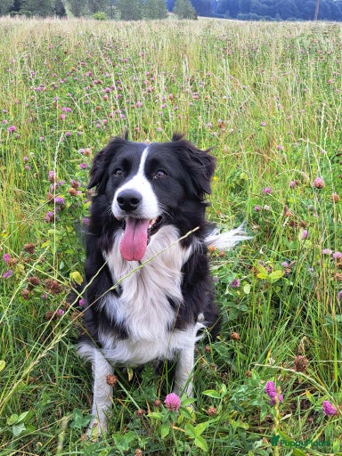 Galerij afbeelding {{count}}