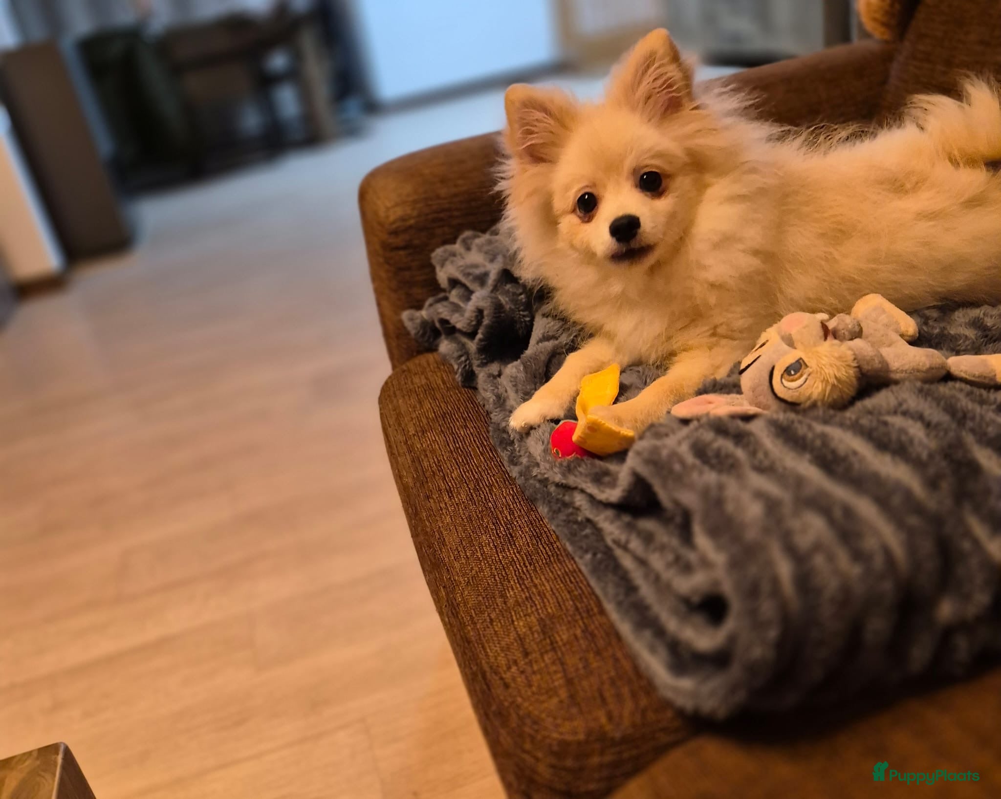 Pomeriaan honden VREUGDE VOOR ELKE ZORGZAME FAMILIE!!! - Advertentie 1