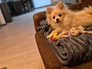 Pomeriaan honden VREUGDE VOOR ELKE ZORGZAME FAMILIE!!! - Advertentie 1