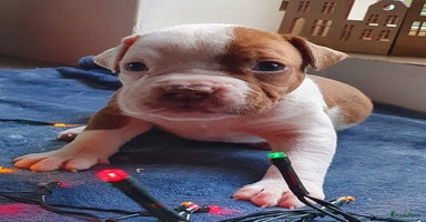 Amerikaanse Bulldog honden Prachtige Amerikaanse bulldog pups met stamboom - Advertentie 2