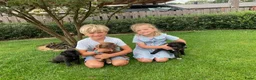 Cane Corso honden te koop: Cane Corso - Advertentie 9
