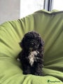 Maltipoo Puppy 2