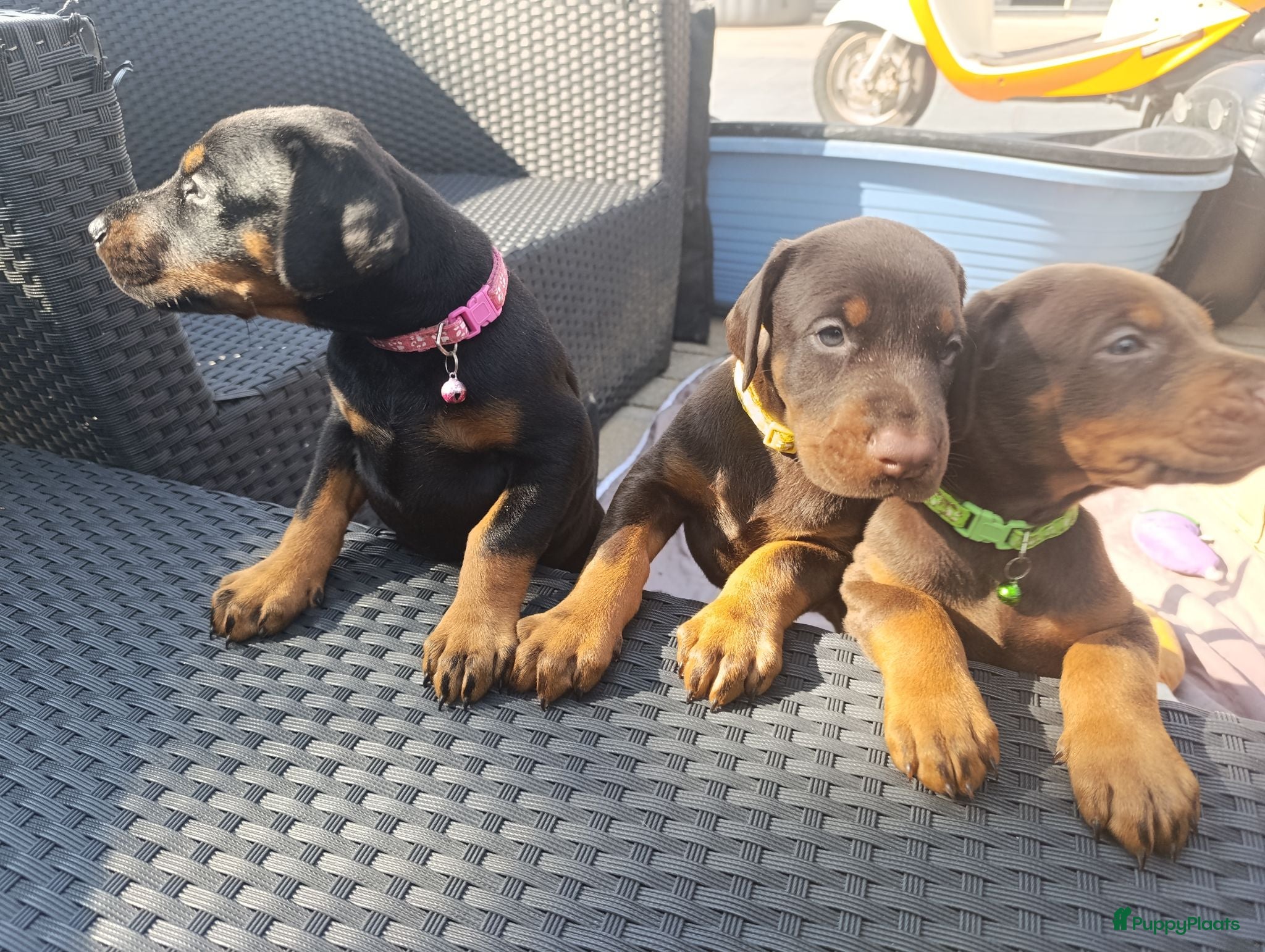 Dobermann honden 3 Dobermann pups  zoeken  een goud mandje  - Advertentie 14