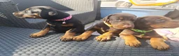 Dobermann honden te koop: 3 Dobermann pups  zoeken  een goud mandje  - Advertentie 1