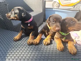Dobermann honden 3 Dobermann pups zoeken een goud mandje - Advertentie 14
