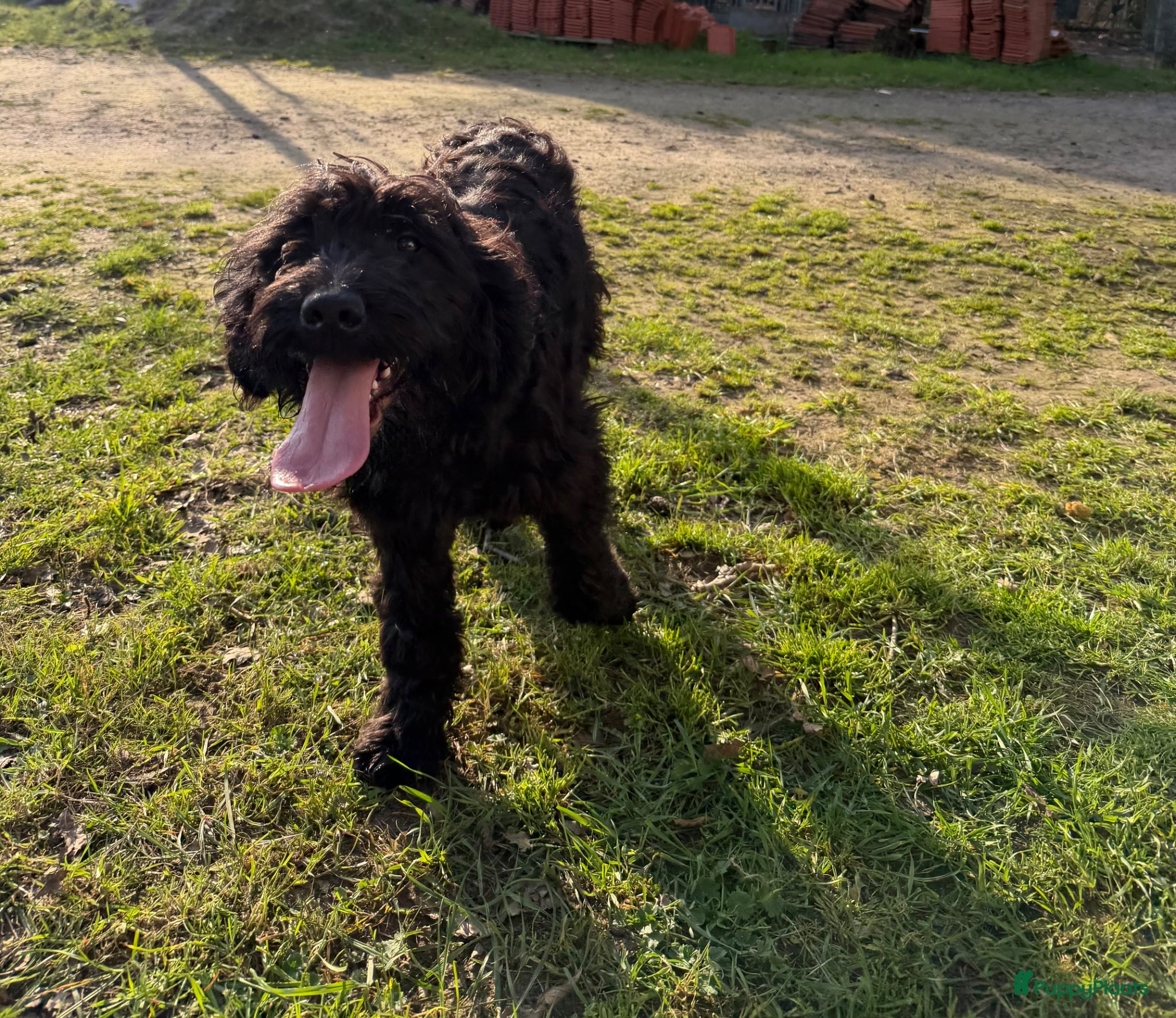 Kruising honden Mooi zwart goldendoodle reutje - Advertentie 1