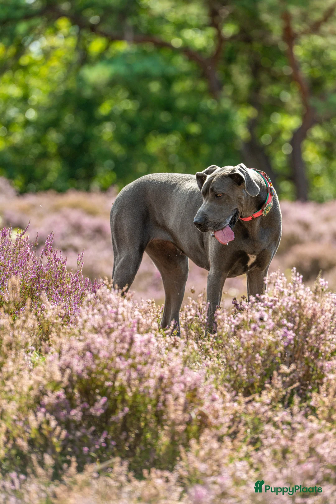 Duitse Dog honden te koop: Duitse dog pup /blauw - Advertentie 18