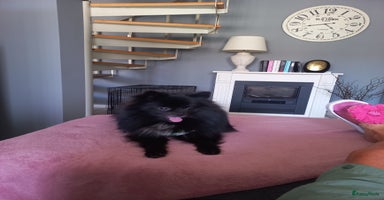 Pomeriaan honden - Advertentie 8