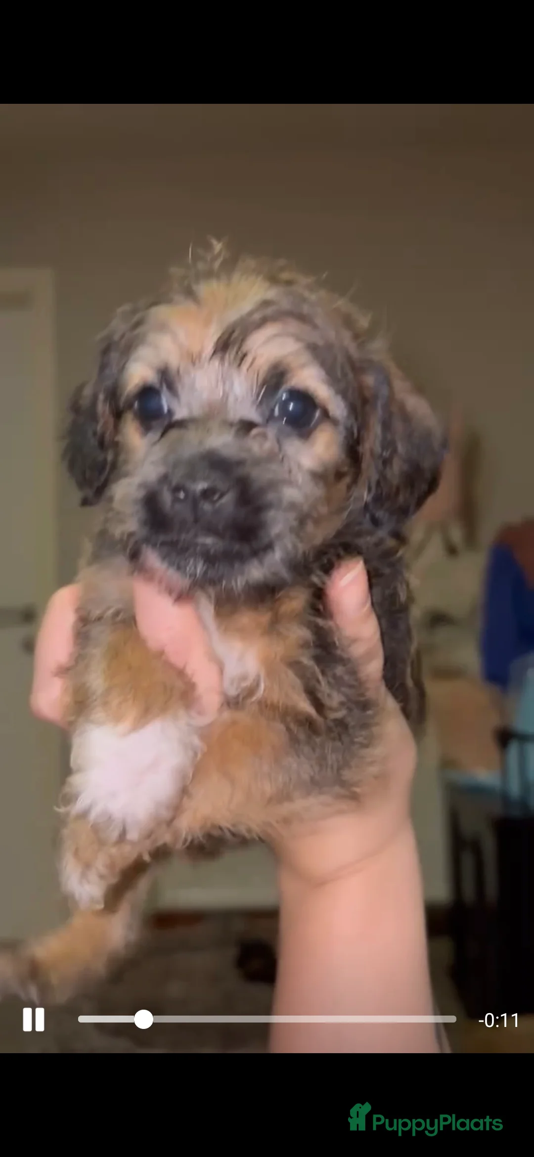 Kruising honden te koop: Jugapoo's  - Advertentie 8