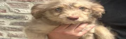 Kruising honden te koop: Mini australian doodle pupjes - Advertentie 11
