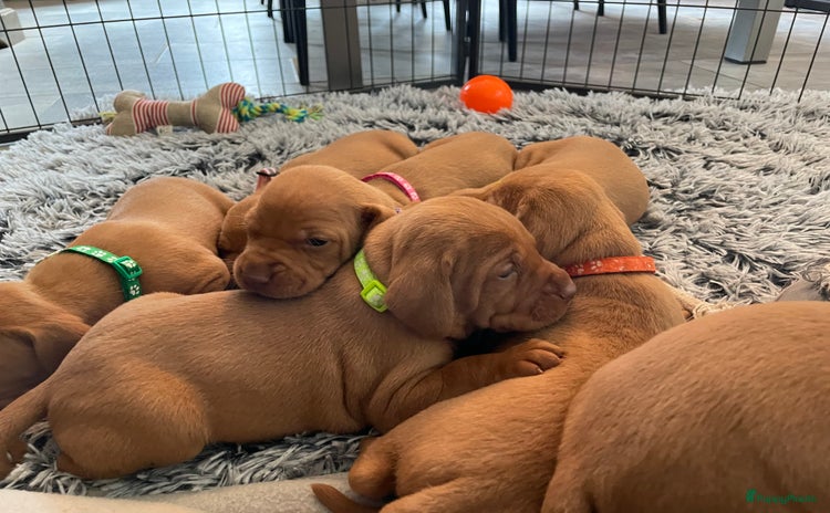 Vizsla korthaar honden - Advertentie 1