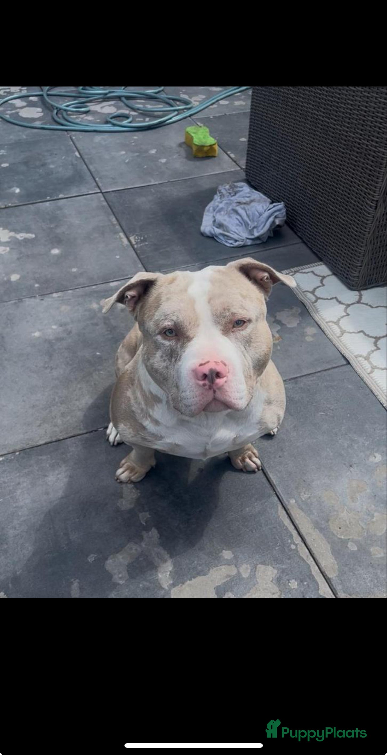 Amerikaanse Bully honden Amerikaanse bully standard dekreu - Advertentie 1