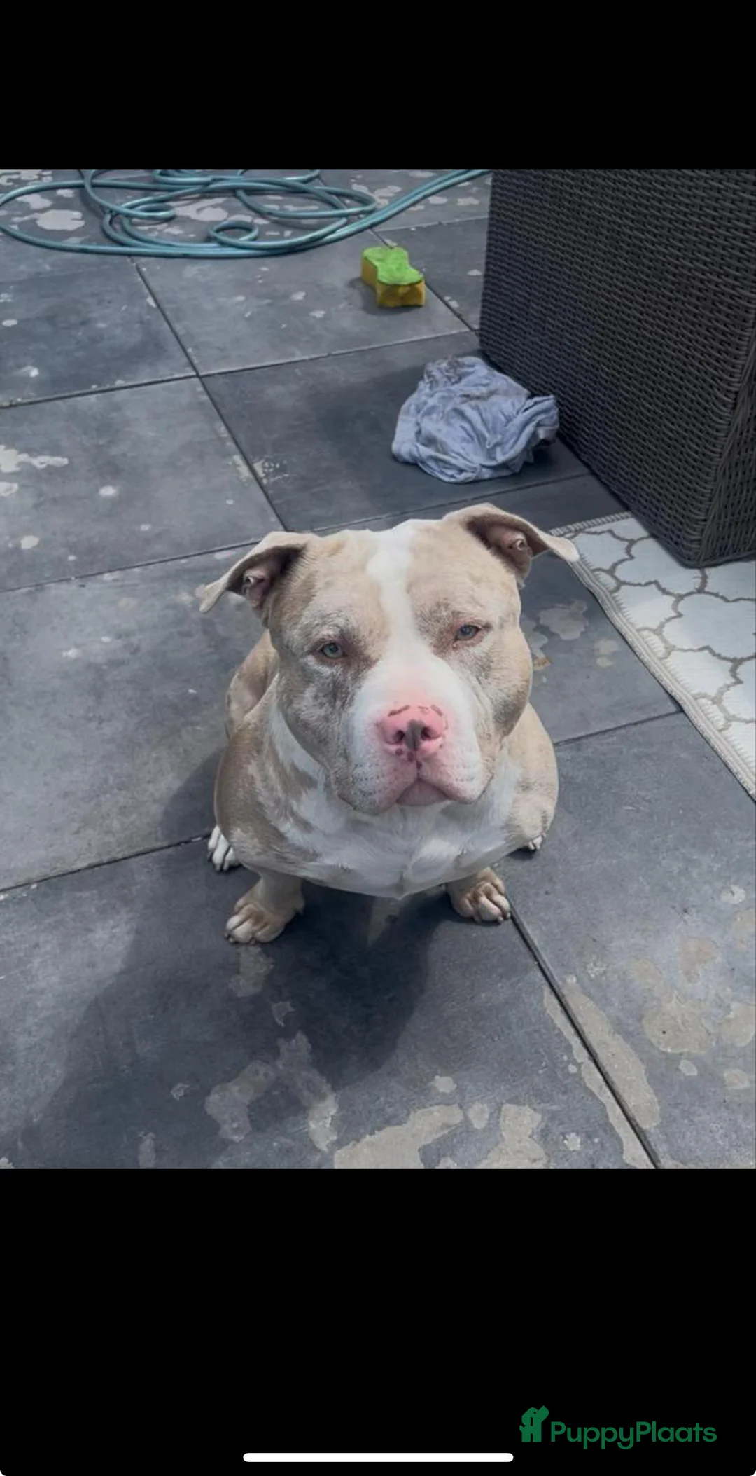 Amerikaanse Bully honden ter dekking: Amerikaanse bully standard dekreu - Advertentie 1