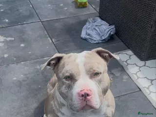 Amerikaanse Bully honden Amerikaanse bully standard dekreu - Advertentie 7