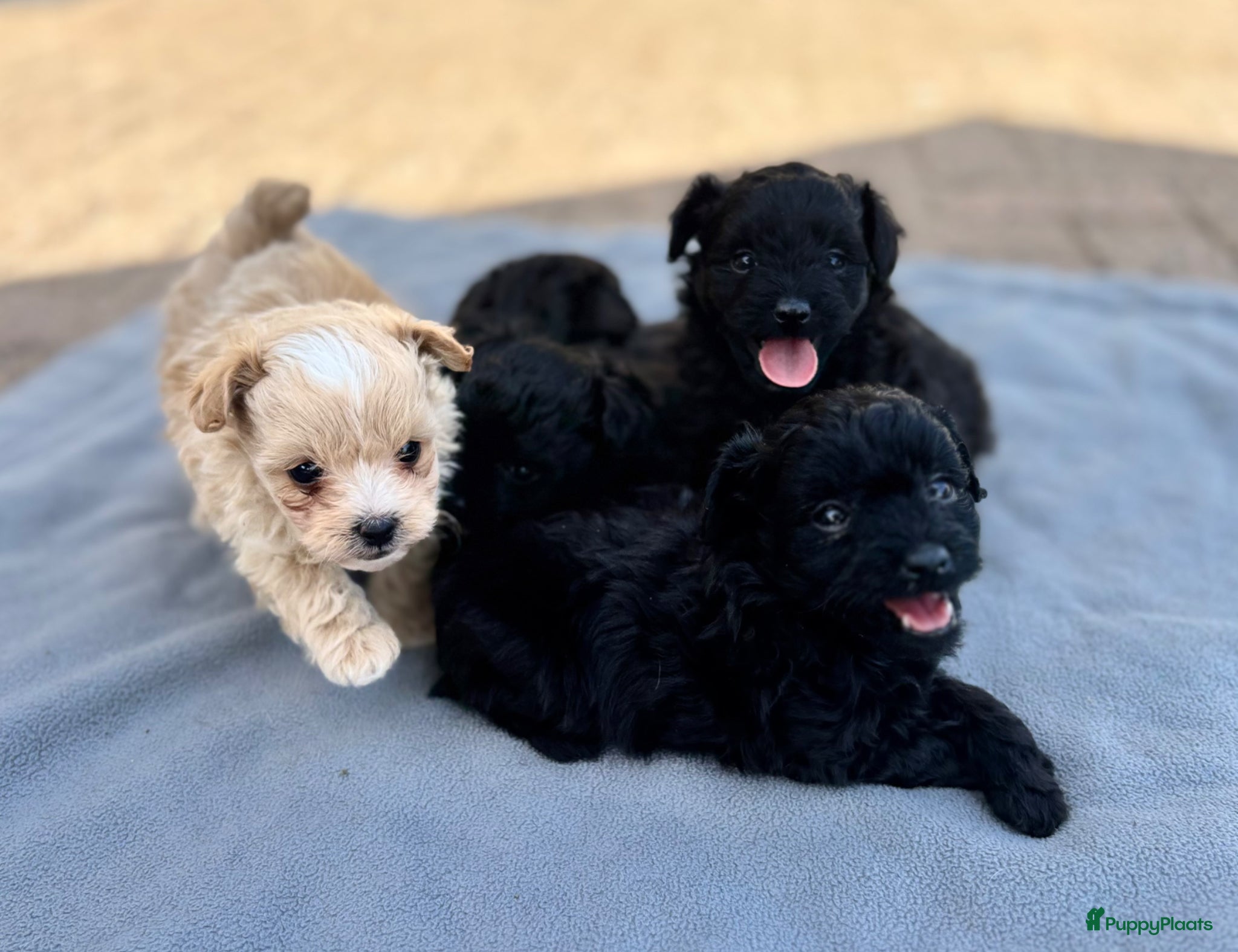 Kruising honden te koop: Pomapoo pups uit geteste ouders - Advertentie 2