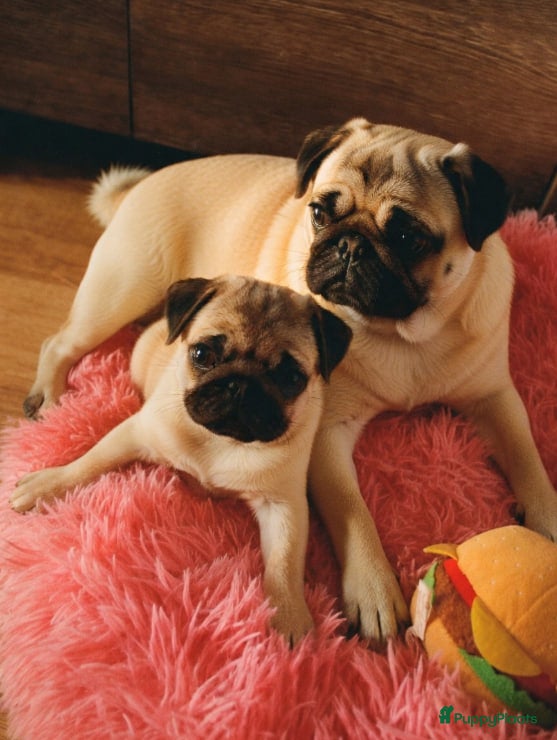 Mopshond honden Mopspuppy - Advertentie 1