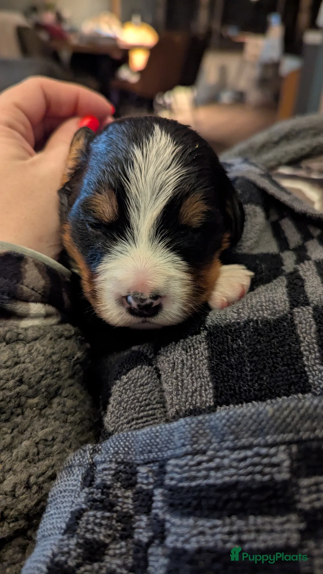 Berner Sennenhond honden te koop: Mooie Bernerpups - Advertentie 5