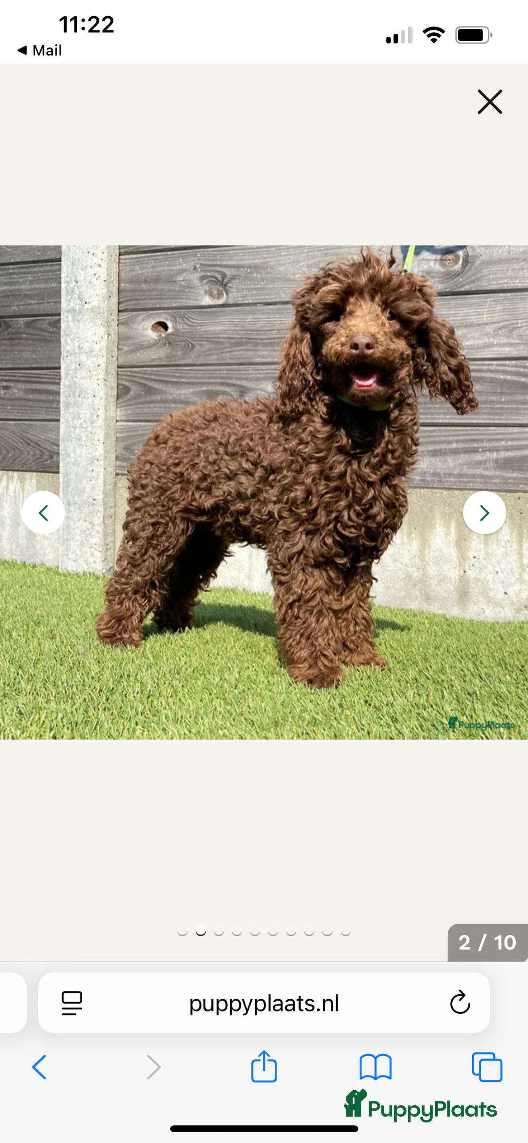 Poedel Toy honden te koop: Schitterende choco toypoedel pups uit merle moeder - Advertentie 14