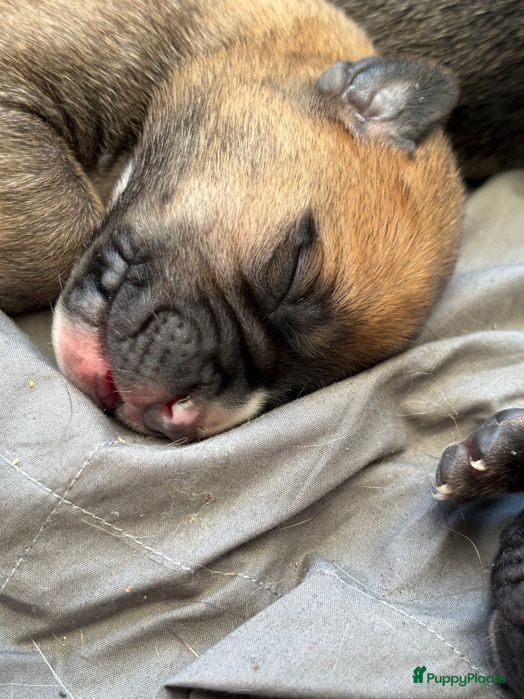 Kruising honden te koop: Mooie Presa/Fila 🥰 mastiff pups zoeken personeel  - Afbeelding 33