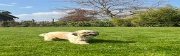 Kruising honden te koop: Boompoo (Boomer x Poedel) pups - Advertentie 22
