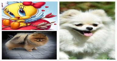 Pomeriaan honden - Advertentie 10