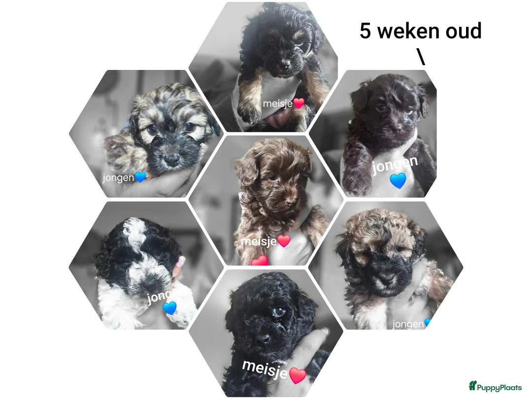 Galerij afbeelding {{count}}