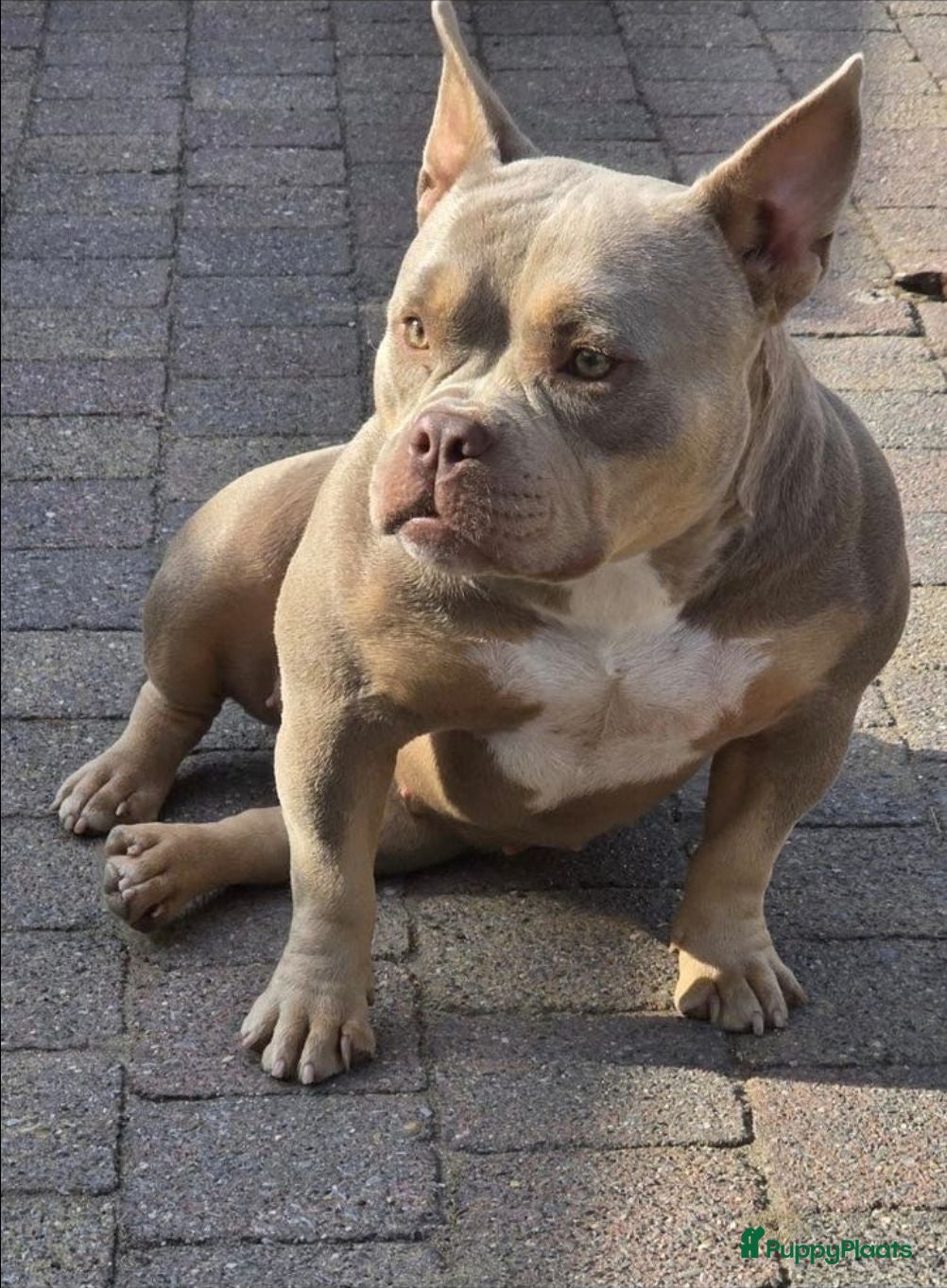 Amerikaanse Bully honden American Micro bully pups  - Advertentie 1