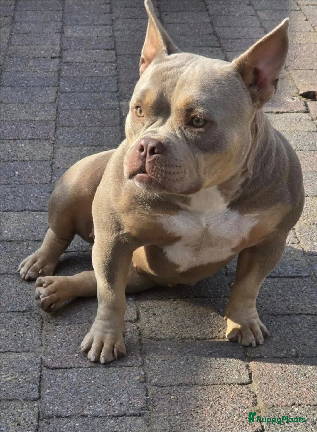 Amerikaanse Bully honden te koop: American Micro bully pups  - Advertentie 1