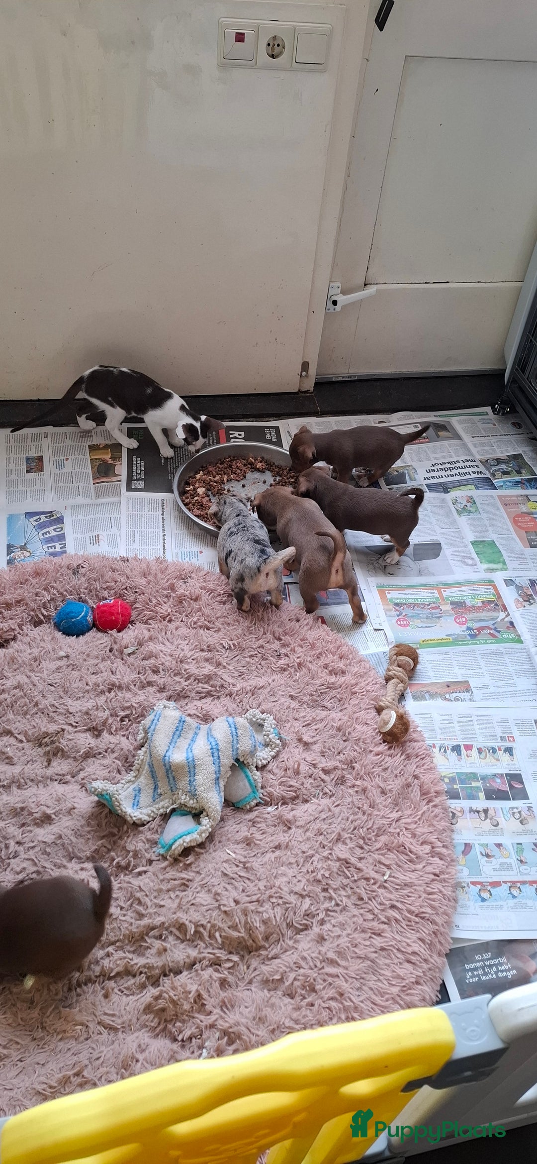 Jack Russel Terriër honden te koop: nog 1 jack russel reutje  in Bentelo - Afbeelding 3