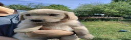 Golden Retriever honden te koop: Lieve Golden Retriever pups  - Advertentie 8