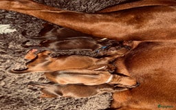 Rhodesian Ridgeback honden te koop: Rhodesian Ridgeback pups in Kootwijkerbroek - Afbeelding 4